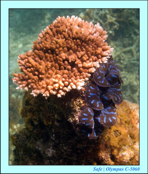 2006 - 07 - Perhentian - Plongee 64